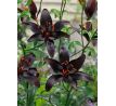 Lilium - asiat. black / 1ks v balení