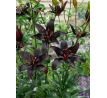 Lilium - asiat. black / 1ks v balení
