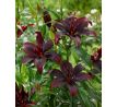 Lilium - asiat. black / 1ks v balení