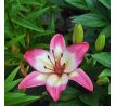 Lilium asiatic - pink white / 1ks v balení