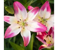 Lilium asiatic - pink white / 1ks v balení