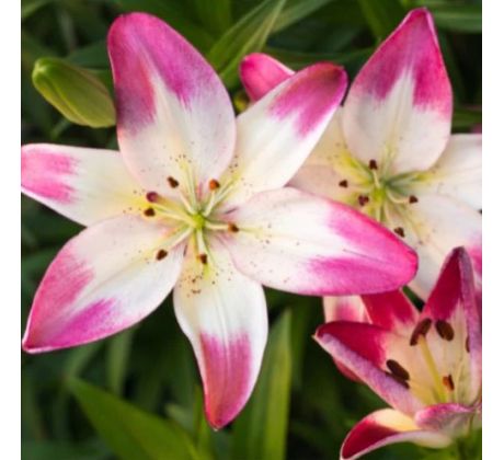 Lilium asiatic - pink white / 1ks v balení