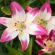 Lilium asiatic - pink white / 1ks v balení