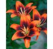 Lilium - TwoSome / 1ks v balení