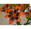 Lilium - TwoSome / 1ks v balení