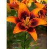 Lilium - TwoSome / 1ks v balení