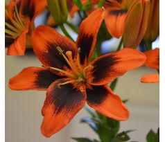 Lilium - TwoSome / 1ks v balení