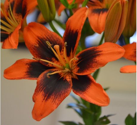 Lilium - TwoSome / 1ks v balení