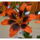 Lilium - TwoSome / 1ks v balení