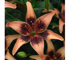 Lilium  asia- Whistler