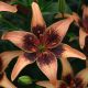 Lilium  asia- Whistler