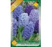 Hyacinthus - Blue Shades mixed