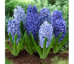 Hyacinthus - Blue Shades mixed