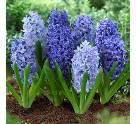 Hyacinthus - Blue Shades mixed