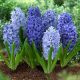 Hyacinthus - Blue Shades mixed