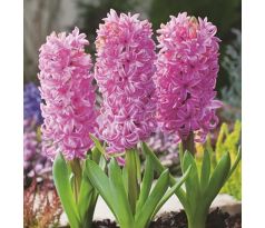 Hyacinthus - Pink Pearl / 3ks v balení
