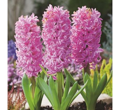 Hyacinthus - Pink Pearl / 3ks v balení