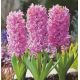 Hyacinthus - Pink Pearl / 3ks v balení