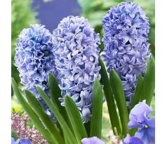 Hyacinthus - Delft Blue / 3ks v balení