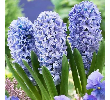 Hyacinthus - Delft Blue / 3ks v balení