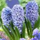 Hyacinthus - Delft Blue / 3ks v balení