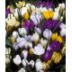 Crocus chrysanthus/botanical - Mixed / 10ks v balení