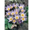 Crocus - Sieberi Tricolor / 10ks v balení