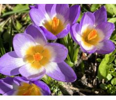 Crocus - Sieberi Tricolor / 10ks v balení