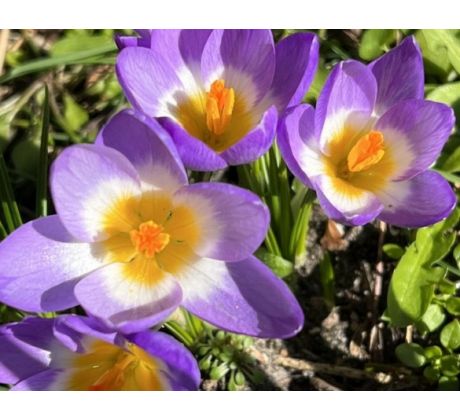 Crocus - Sieberi Tricolor / 10ks v balení