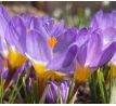 Crocus - Sieberi Tricolor / 10ks v balení