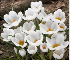 Crocus - chrys. Ard Schenk