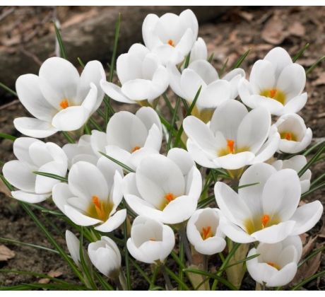 Crocus - chrys. Ard Schenk
