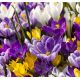 Crocus Large Flowering - mixed / 8ks v balení