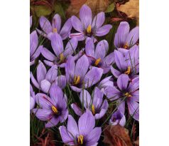 Crocus - sativus / 10ks v balení