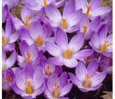 Crocus - speciosus / 10ks v balení