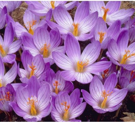 Crocus - speciosus / 10ks v balení