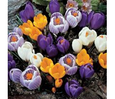 Crocus spring flow. mixed 50 ks v bal