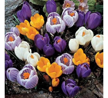 Crocus spring flow. mixed 50 ks v bal