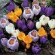 Crocus spring flow. mixed 50 ks v bal