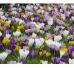 Crocus spring flow. mixed 50 ks v bal