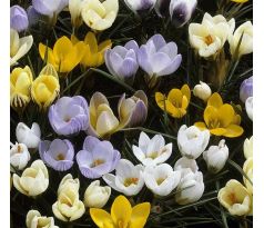 Crocus species mixed 50