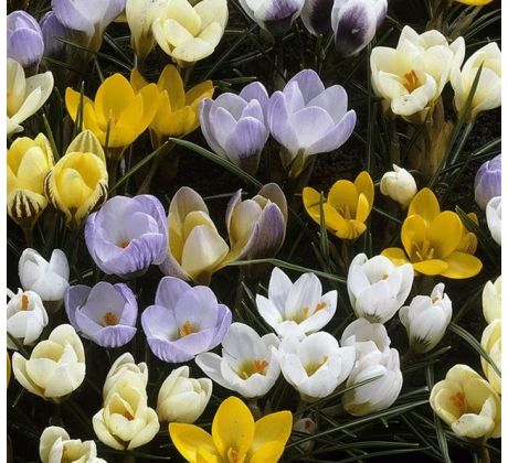 Crocus species mixed 50