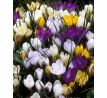 Crocus species mixed 100 ks v balení