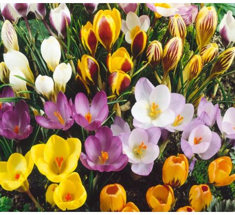Crocus species mixed 100 ks v balení