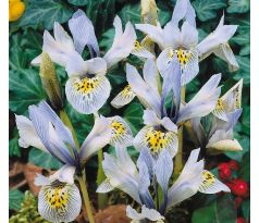 Iris - Katharine Hodgkin / 10ks v balení