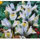 Iris - Katharine Hodgkin