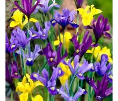 Iris - reticulata- dwarf mixed / 10ks v balení