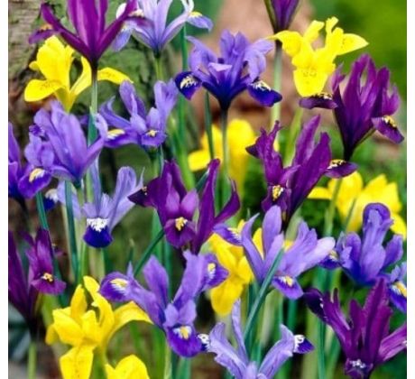 Iris - reticulata- dwarf mixed / 10ks v balení
