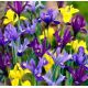 Iris - reticulata- dwarf mixed / 10ks v balení