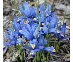 Iris - Reticulata harmony / 10ks v balení